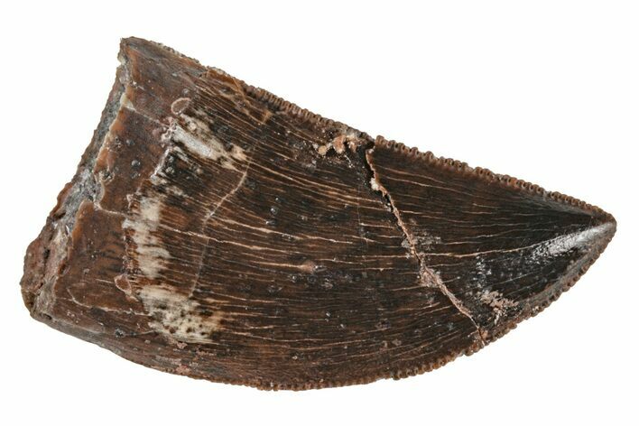 Serrated, Juvenile Carcharodontosaurus Tooth #214451